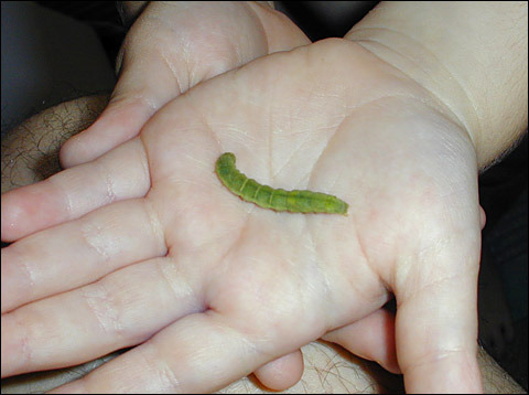 Small-green-worm